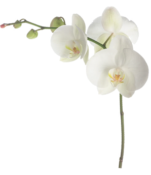 white orchid